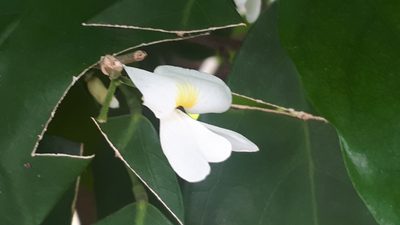 Baphia nitida, photographed by Ong Jyh Seng