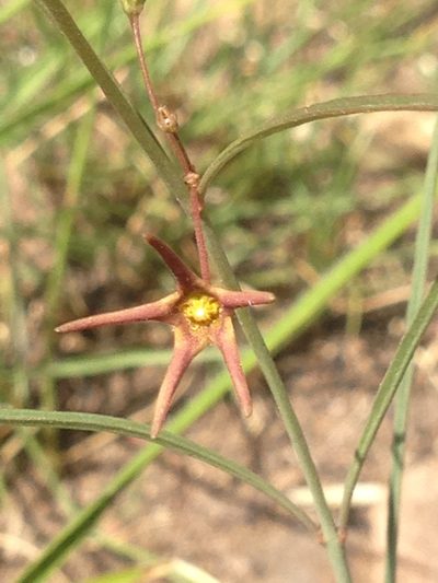Ceropegia chlorantha, photographed by Tam