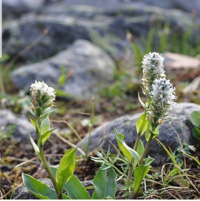 Lagotis uralensis, photographed by Татьяна Прозорова