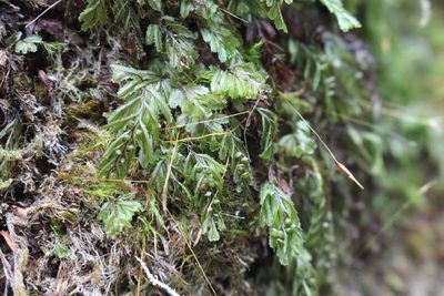 Hymenophyllum peltatum, photographed by Joe Potter Butler