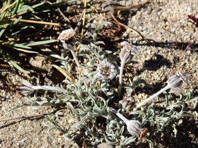 Leucheria candidissima, photographed by Guillermo Debandi