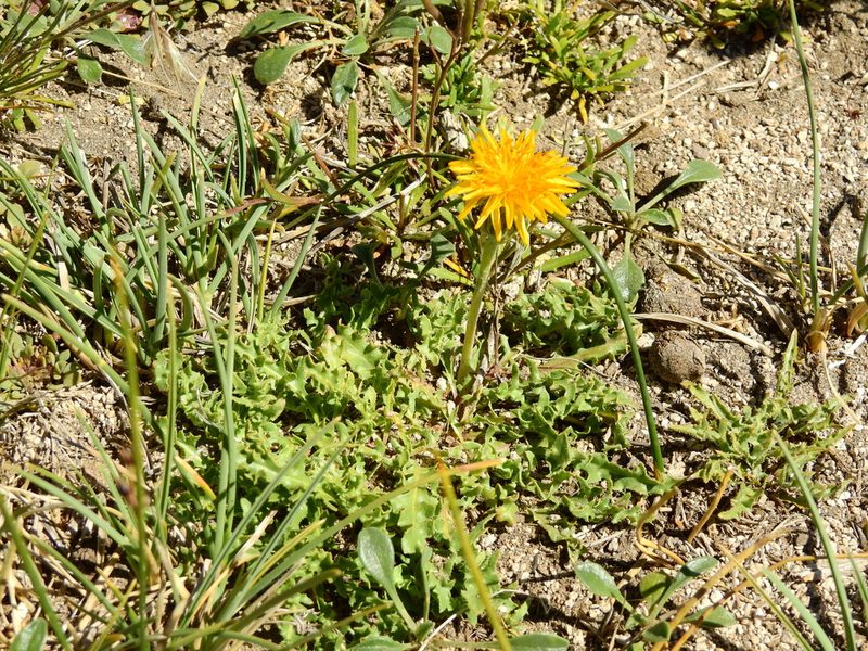 Hypochaeris tenuifolia, photographed by Guillermo Debandi