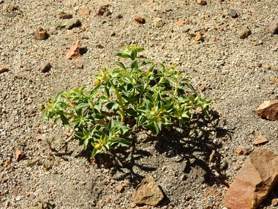 Euphorbia collina, photographed by Guillermo Debandi