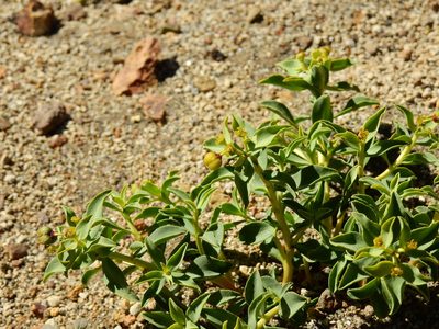 Euphorbia collina, photographed by Guillermo Debandi