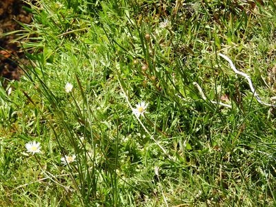 Erigeron patagonicus, photographed by Guillermo Debandi