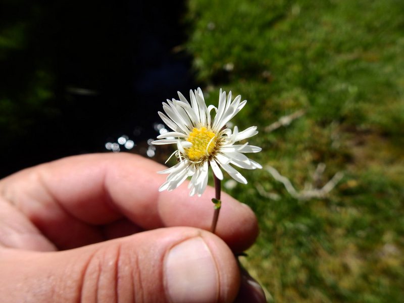 Erigeron patagonicus, photographed by Guillermo Debandi