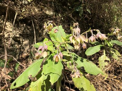 Trichodesma calycosum, photographed by Cheng-Tao Lin