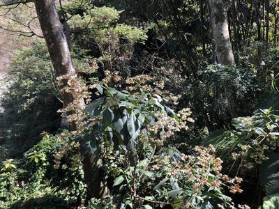 Trichodesma calycosum, photographed by Cheng-Tao Lin