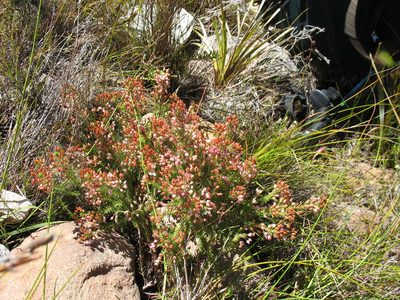 Erica phillipsii, photographed by Michael D. Pirie