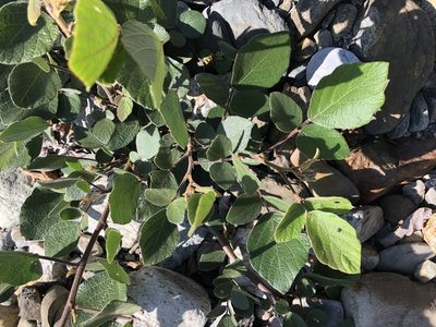 Puhuaea sequax, photographed by Cheng-Tao Lin