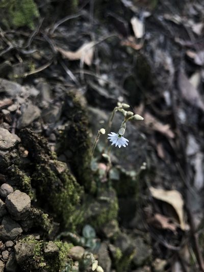 Cheirostylis chinensis, photographed by Cheng-Tao Lin