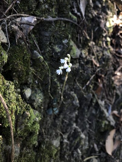 Cheirostylis chinensis, photographed by Cheng-Tao Lin
