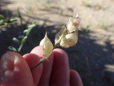 Astragalus magdalenae, photographed by rockybajada