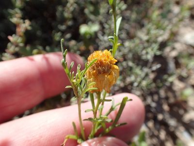 Boeberastrum anthemidifolium, photographed by rockybajada
