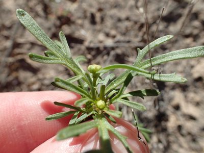 Boeberastrum anthemidifolium, photographed by rockybajada