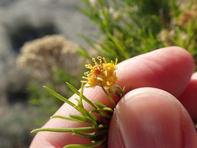 Xylothamia diffusa, photographed by rockybajada