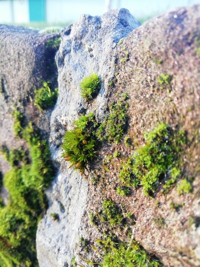 Orthotrichum cupulatum, photographed by Ben Deed