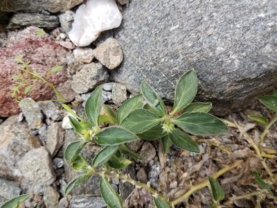 Ditaxis serrata, photographed by Bob Miller