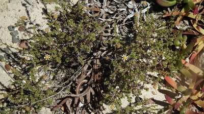 Cymbopappus adenosolen, photographed by Shaun Swanepoel