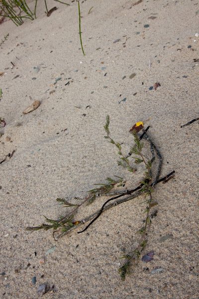 Corispermum hyssopifolium, photographed by Екатерина Кропочева