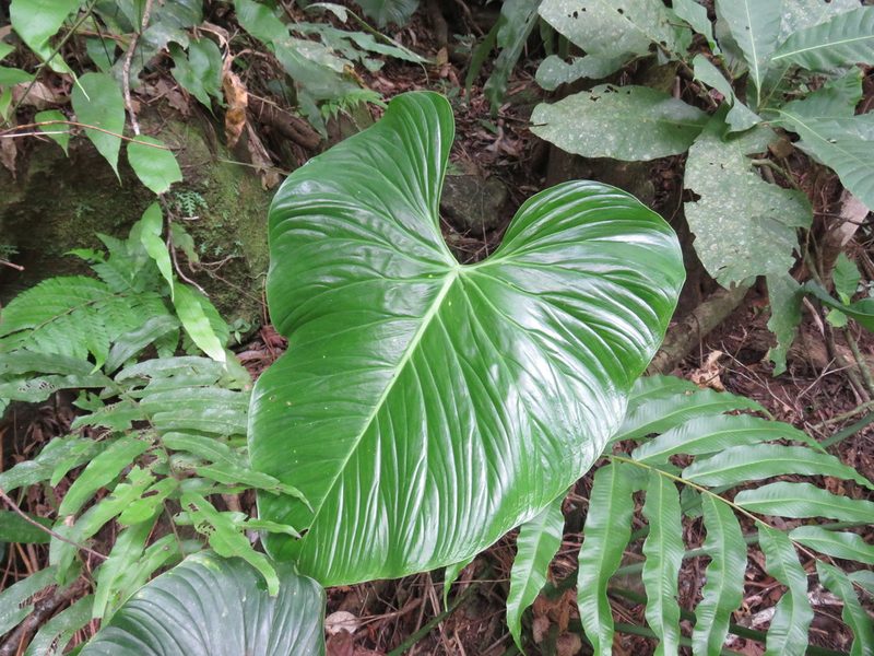 Philodendron ornatum, photographed by Nicolas Olejnik