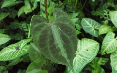 Dioscorea dodecaneura, photographed by alessandradalia