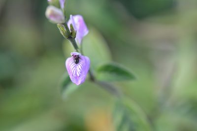 Dianthera breviflora, photographed by Neptalí Ramírez Marcial