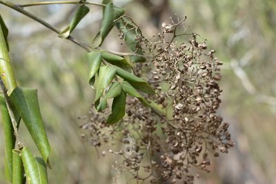 Rhus vestita, photographed by Neptalí Ramírez Marcial