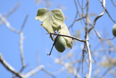 Ruehssia gualanensis, photographed by Neptalí Ramírez Marcial
