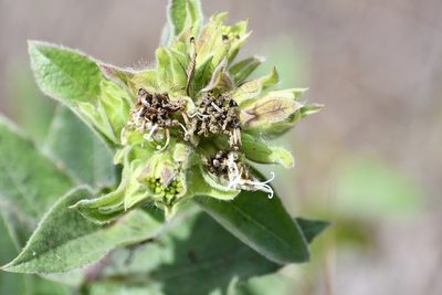 Lagascea helianthifolia, photographed by Neptalí Ramírez Marcial
