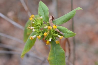 Trixis chiapensis, photographed by Neptalí Ramírez Marcial