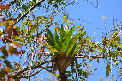 Catopsis occulta, photographed by Neptalí Ramírez Marcial