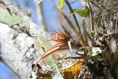 Tillandsia capitata, photographed by Neptalí Ramírez Marcial