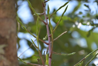 Tillandsia elusiva, photographed by Neptalí Ramírez Marcial