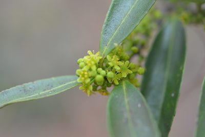 Maytenus stipitata, photographed by Neptalí Ramírez Marcial