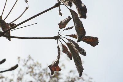 Terminalia macrostachya, photographed by Neptalí Ramírez Marcial