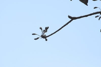 Terminalia macrostachya, photographed by Neptalí Ramírez Marcial