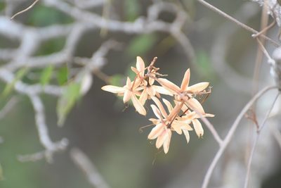 Ipomoea bernoulliana, photographed by Neptalí Ramírez Marcial
