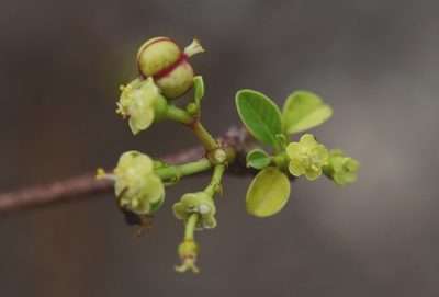Euphorbia schlechtendalii, photographed by Neptalí Ramírez Marcial