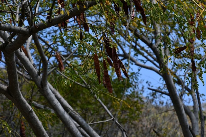 Coulteria velutina, photographed by Neptalí Ramírez Marcial