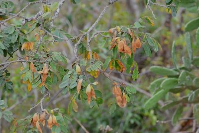 Lonchocarpus rugosus, photographed by Neptalí Ramírez Marcial