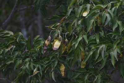 Lonchocarpus sumiderensis, photographed by Neptalí Ramírez Marcial