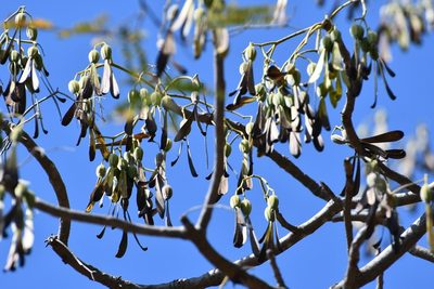 Gyrocarpus mocinoi, photographed by Neptalí Ramírez Marcial