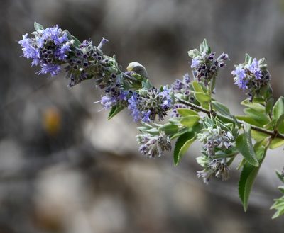 Condea tomentosa, photographed by Neptalí Ramírez Marcial