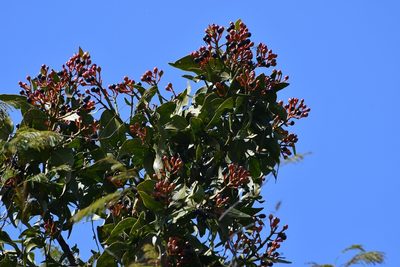 Psittacanthus mayanus, photographed by Neptalí Ramírez Marcial