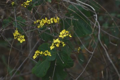 Stigmaphyllon selerianum, photographed by Neptalí Ramírez Marcial