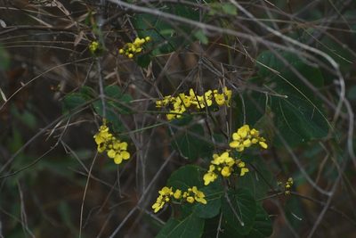 Stigmaphyllon selerianum, photographed by Neptalí Ramírez Marcial