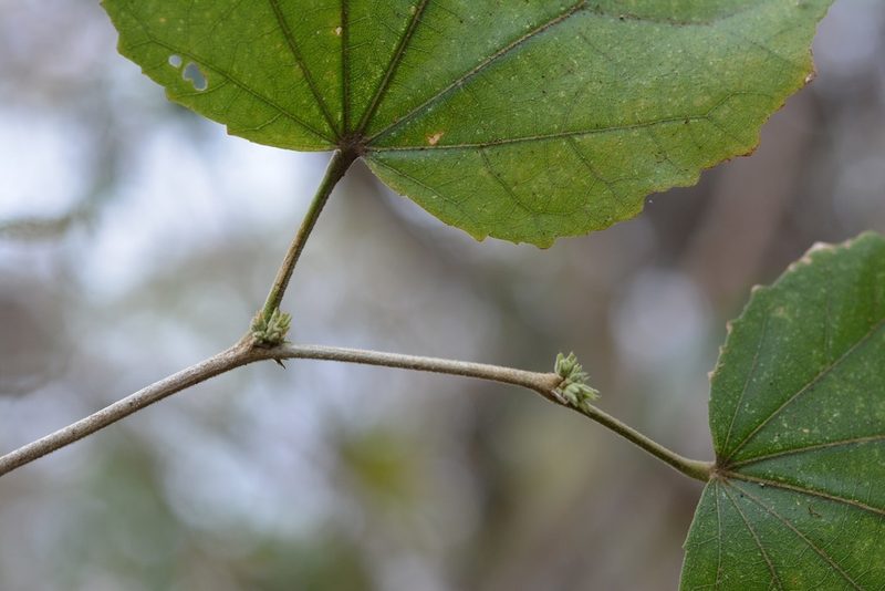 Robinsonella pilosissima, photographed by Neptalí Ramírez Marcial
