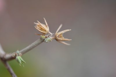 Robinsonella pilosissima, photographed by Neptalí Ramírez Marcial