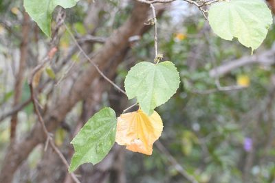 Robinsonella pilosissima, photographed by Neptalí Ramírez Marcial